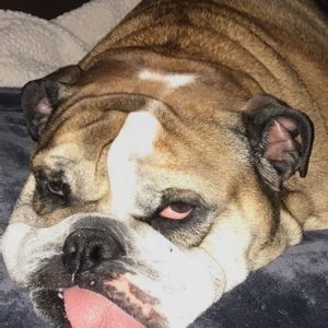 Meet your Posher, Dean